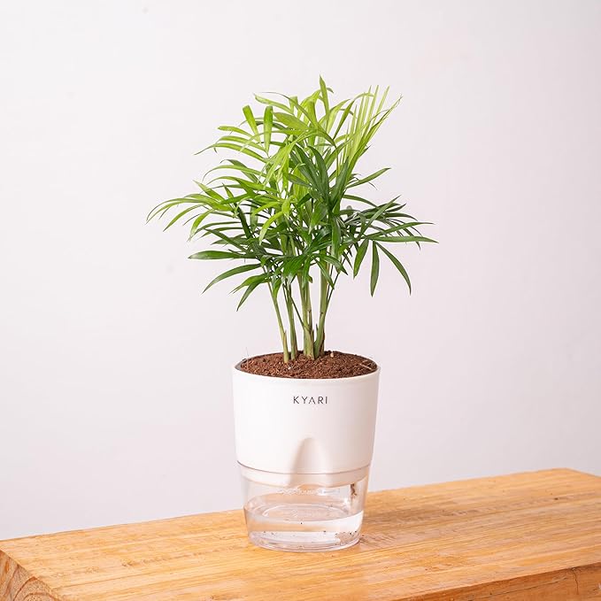 KYARI Chamaedorea palm Indoor Plants for Living Room